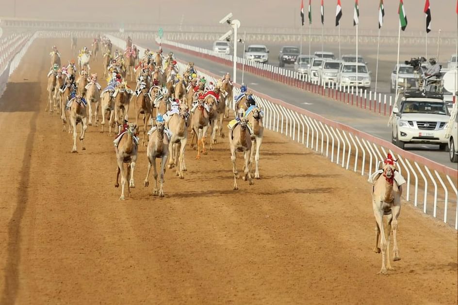“التمهيدي الثاني” في مهرجان العين لسباقات الهجن ينطلق غدا بميدان الروضة