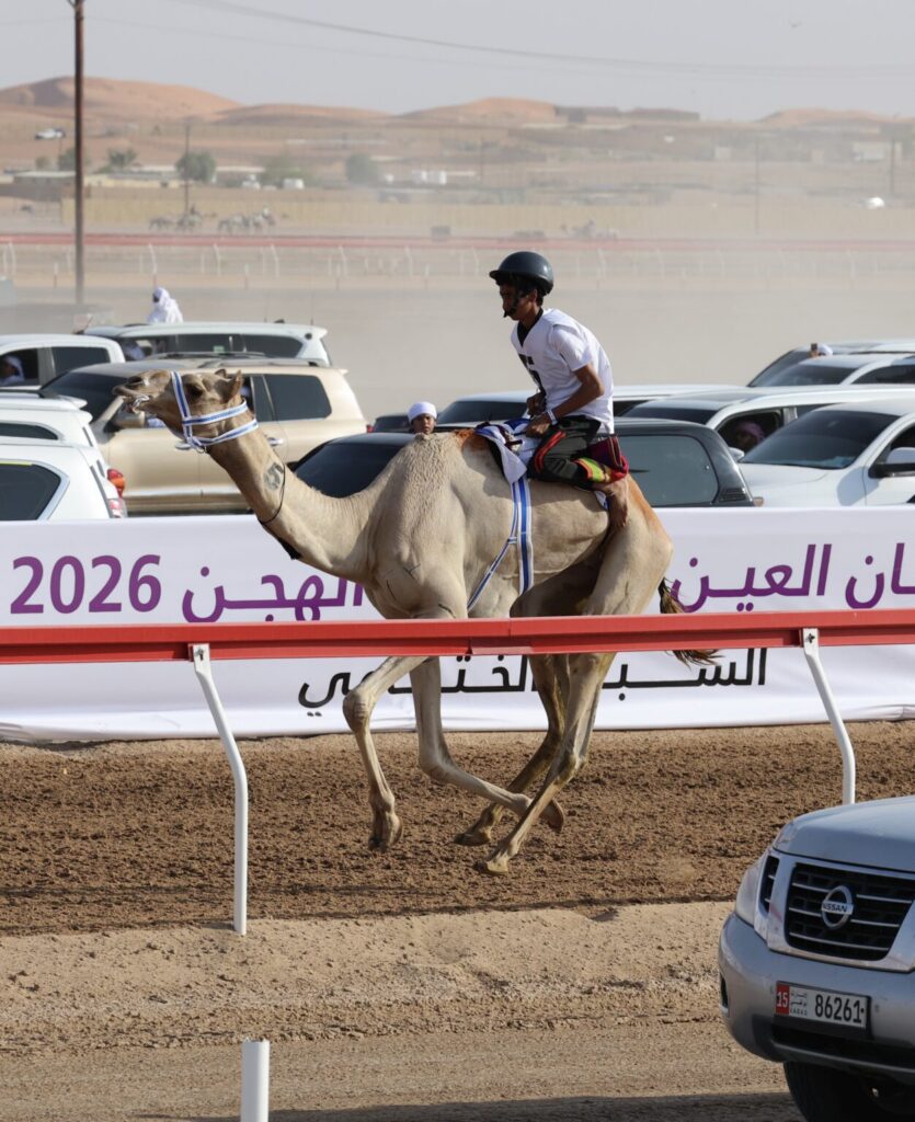 انطلاق السباق الختامي لمهرجان العين للهجن بمنافسات تراثية قوية